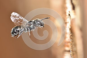 Blue Mason Bee / Stahlblaue Mauerbiene / Osmia caerulescens Ã¢â¢â¬ photo